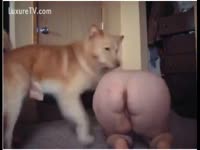 Chubby girl bows over so her dog can group sex her on episode